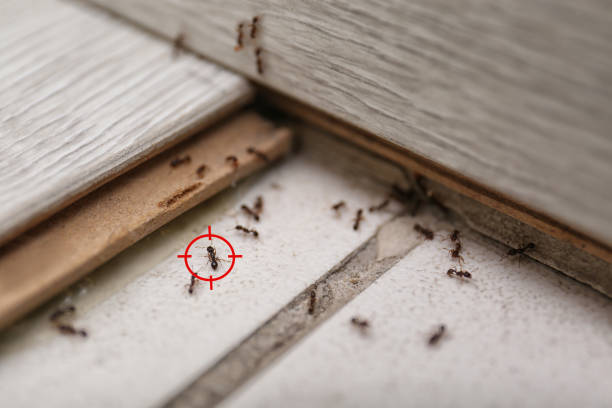 Best Flea Control Services  in Great Bend, NY