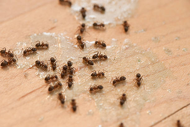 Best Ant Control Services  in Great Bend, NY