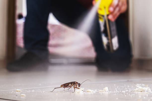 Insect Control in Great Bend, NY