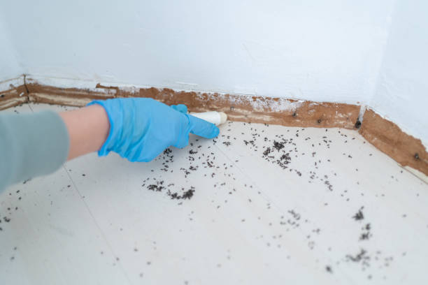 Reliable Great Bend, NY Pest Control Solutions